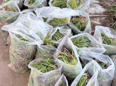 นายวงศ์ชัย ไชยโย ผู้ตรวจราชการกรมส่งเสริมสหกรณ์ ... พารามิเตอร์รูปภาพ 4